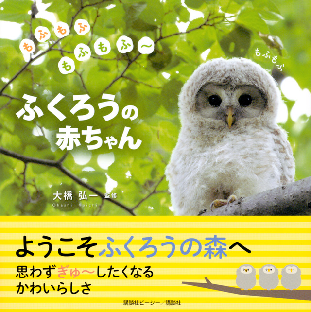 もふもふもふもふ～　ふくろうの赤ちゃん