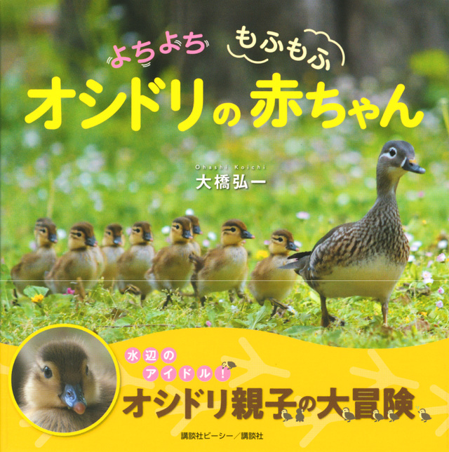 よちよち　もふもふ　オシドリの赤ちゃん